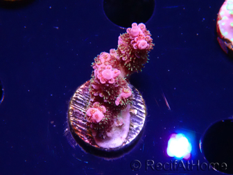 WYSIWYG RAH Acropora hyacinthus fireworks 5X3