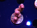 WYSIWYG RAH Acropora hyacinthus fireworks 5X3