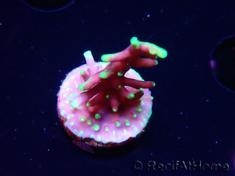 WYSIWYG RAH Acropora carduus Black Dragon