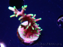 WYSIWYG RAH Acropora carduus Black Dragon