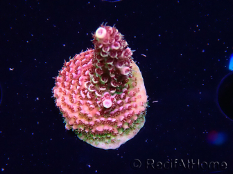 WYSIWYG TSA Acropora Prairie Fire 5A9