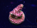 WYSIWYG TSA Acropora Prairie Fire 5A10