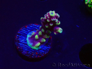 WYSIWYG RAH Acropora Helionis