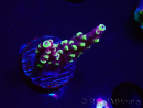 WYSIWYG RAH Acropora Helionis