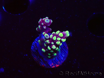 WYSIWYG RAH Acropora Helionis