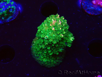 WYSIWYG RAH Acropora abrotanoides Pink Tips 5H4
