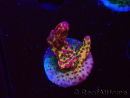 WYSIWYG - Acropora PC Rainbow 5I9