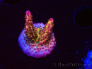 WYSIWYG - Acropora PC Rainbow