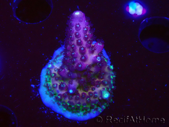 WYSIWYG RAH Acropora Rainbow Mango