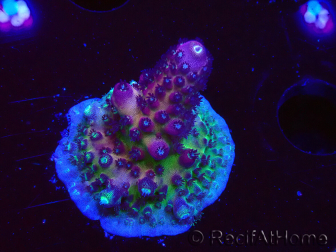WYSIWYG RAH Acropora Rainbow Mango 5K2