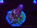 WYSIWYG RAH Acropora Rainbow Mango 5K2