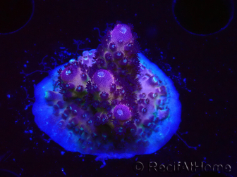 WYSIWYG RAH Acropora Rainbow Mango