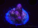 WYSIWYG RAH Acropora Rainbow Mango 5K3