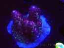 WYSIWYG RAH Acropora Rainbow Mango 5K4