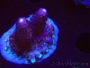 WYSIWYG RAH Acropora Rainbow Mango