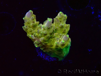 WYSIWYG RAH Acropora Gold Finger