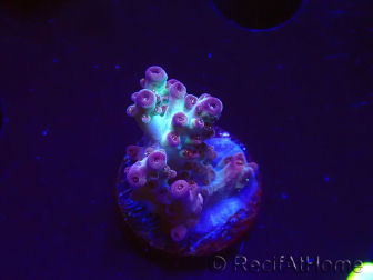 WYSIWYG RAH Acropora Pandora Fiji 5K6