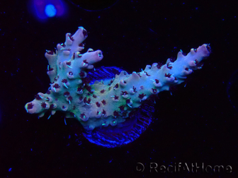 WYSIWYG RAH Acropora Basilisk 5M6