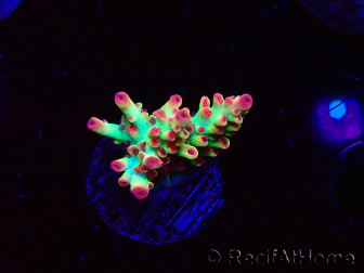 WYSIWYG RAH Acropora microclados Strawberry Shortcake