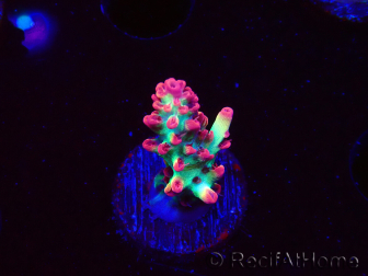 WYSIWYG RAH Acropora microclados Strawberry Shortcake 5P9