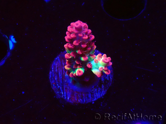 WYSIWYG RAH Acropora microclados Strawberry Shortcake 5P10