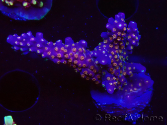 WYSIWYG RAH Acropora donei Merlin's Stab