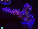 WYSIWYG RAH Acropora donei Bastone di Merlino