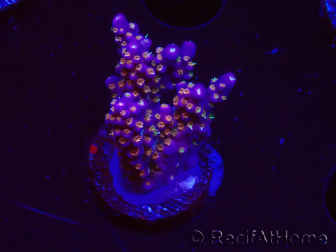 WYSIWYG RAH Acropora donei Bastón de Merlín
