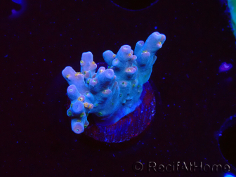 WYSIWYG RAH Acropora donei Hot Shot