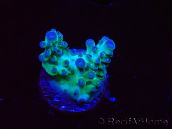 WYSIWYG ORA Acropora Pearlberry