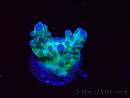WYSIWYG ORA Acropora Pearlberry 5T1
