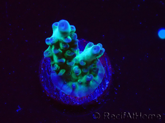 WYSIWYG ORA Acropora Pearlberry