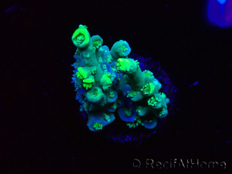 WYSIWYG RAH Acropora Plutonium 5Y6
