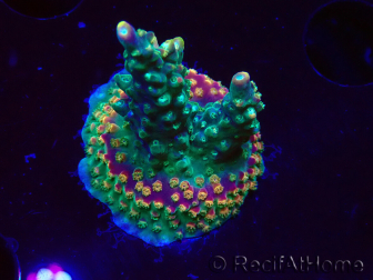 WYSIWYG Acropora aculeus