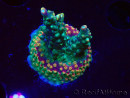 WYSIWYG Acropora Fruity Pebbles 5W2