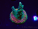 WYSIWYG Acropora Fruity Pebbles 5W3