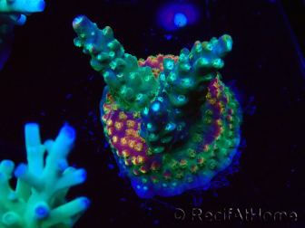 WYSIWYG Acropora aculeus