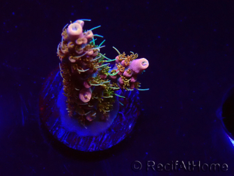 WYSIWYG CC Acropora Vodoo Majick
