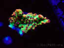 WYSIWYG RAH Acropora microclados Strawberry Shortcake