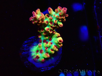 WYSIWYG RAH Acropora microclados Strawberry Shortcake 5Y2