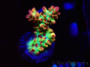 WYSIWYG RAH Acropora microclados Strawberry Shortcake 5Y2