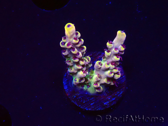WYSIWYG RAH Acropora Pink Floyd