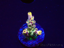 WYSIWYG RAH Acropora Pink Floyd