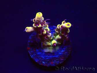 WYSIWYG RAH Acropora Pink Floyd