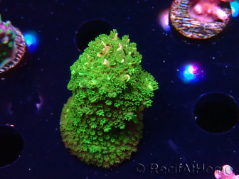 WYSIWYG RAH Acropora abrotanoides Pink Tips 5H4