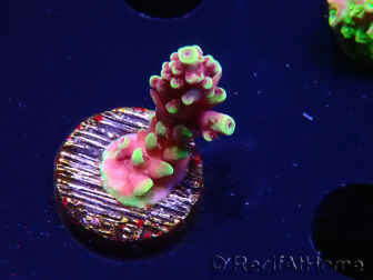 WYSIWYG RAH Acropora Helionis 5J2