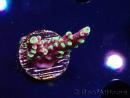 WYSIWYG RAH Acropora Helionis