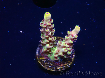 WYSIWYG RAH Acropora Pink Floyd
