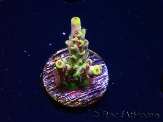 WYSIWYG RAH Acropora Pink Floyd 5D7
