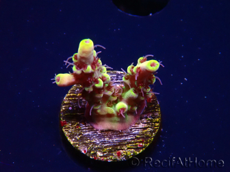 WYSIWYG RAH Acropora Pink Floyd